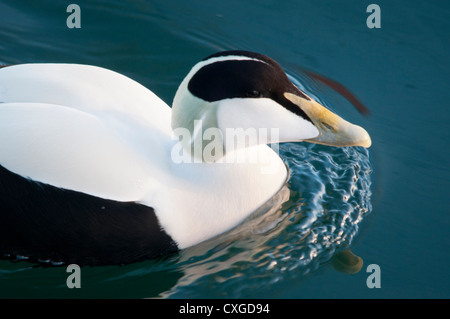 L'un d'un grand troupeau de canards eider souvent vue dans le Port de Campbeltown en hiver Banque D'Images