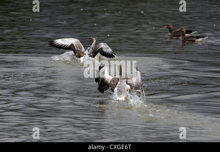 Réserve naturelle de Warnham près de Horsham - Graylag Geese anser se pourchassant les uns les autres Banque D'Images