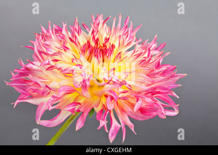 Un beau jaune et rose bicolore sur cactus dahlia gris. Banque D'Images