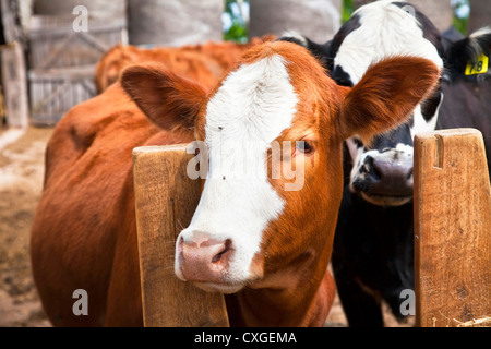 Les veaux de race croisée dans un enclos de ferme. Banque D'Images