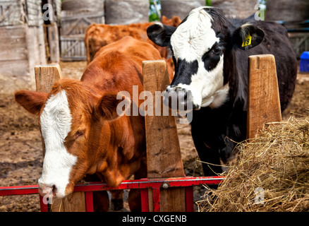 Les veaux de race croisée dans un enclos de ferme. Banque D'Images