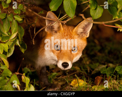 Un fox cub peeking dans le sous-bois (Vulpes vulpes) Banque D'Images