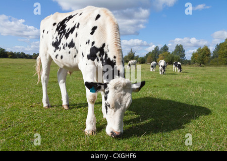 Vache noir et blanc mange de l'herbe Banque D'Images