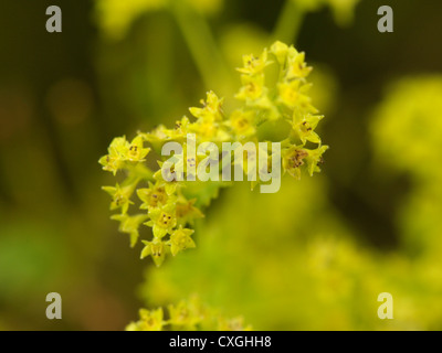 Jardin Lady's-mantle, Alchemilla mollis Banque D'Images