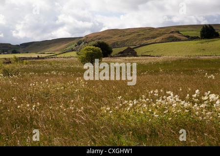 A la fin de l'été wild flower meadow à Moor House Réserve naturelle dans la région de Teesdale, County Durham Banque D'Images