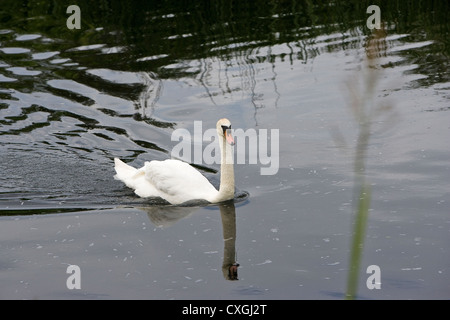 Swan River sur la natation en UK Banque D'Images