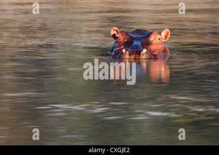 Hippo dans l'eau. South Luangwa National Park, Zambie, Sambia, Secteur Nsefu Banque D'Images