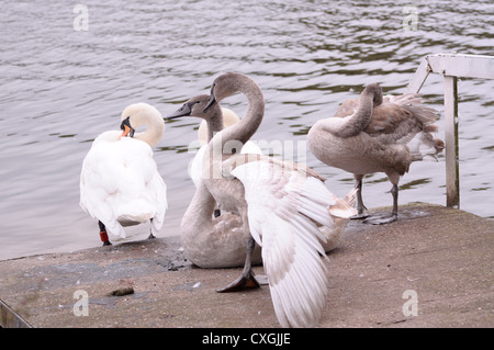 Les cygnes Banque D'Images