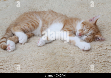 Le gingembre et Blanc chaton dormant sur une toison Banque D'Images