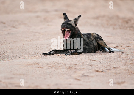 Chien sauvage de bâillements, Mana Pools National Park, Zimbabwe, Simbabwe, Rivière-lit. Banque D'Images