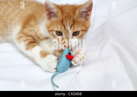 Le gingembre et White Kitten Playing With Toy Mouse