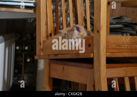 Ginger chaton endormi sur l'Envers Président Banque D'Images