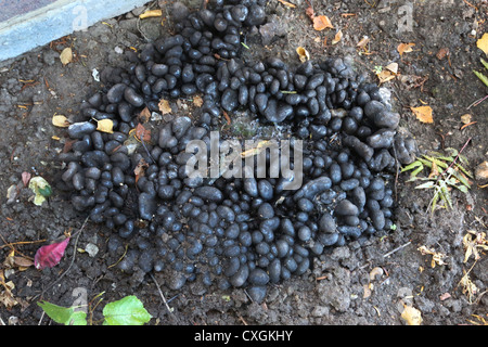 Daldinia concentrica UNE Saprotroph champignon poussant sur moignon Rowan morts en Angleterre le jardin Banque D'Images