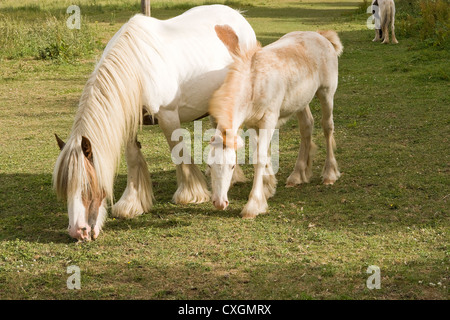 Poulain et pâturage Mare en anglais Meadow Banque D'Images