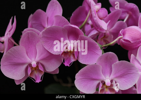 La bouche de tigre rose orchidées sur fond noir Banque D'Images