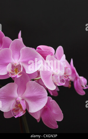 Vue latérale de la bouche du tigre rose orchidées sur fond noir Banque D'Images