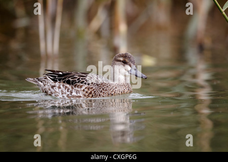 Canard, sarcelle d'été Anas querquedula, seule femelle sur l'eau, des oiseaux en captivité, Septembre 2012 Banque D'Images