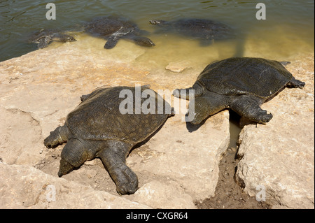 Tortue-molle du Nil (Trionyx triunguis) dans la rivière Alexander (Israël) Banque D'Images