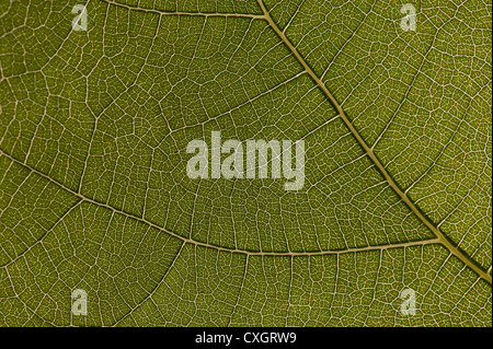 Le soleil et la lumière qui saisie grâce à grand contraste vert feuille de vigne contre la structure fine de la feuille interne Banque D'Images