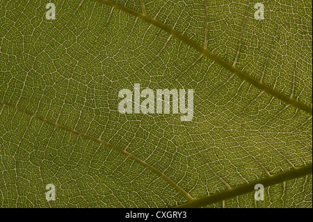 Le soleil et la lumière qui saisie grâce à grand contraste vert feuille de vigne contre la structure fine de la feuille interne Banque D'Images