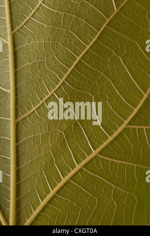 Le soleil et la lumière qui saisie grâce à grand contraste vert feuille de vigne contre la structure fine de la feuille interne Banque D'Images