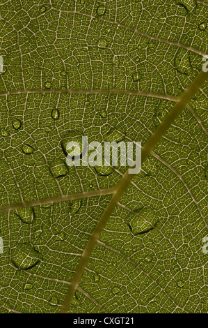 Le soleil et la lumière qui saisie grâce à grand contraste vert feuille de vigne contre la structure fine de la feuille interne Banque D'Images