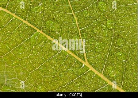 Le soleil et la lumière qui saisie grâce à grand contraste vert feuille de vigne contre la structure fine de la feuille interne Banque D'Images