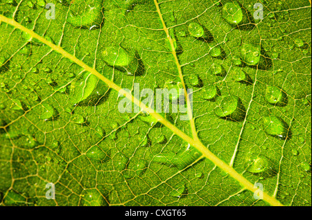 Le soleil et la lumière qui saisie grâce à grand contraste vert feuille de vigne contre la structure fine de la feuille interne Banque D'Images