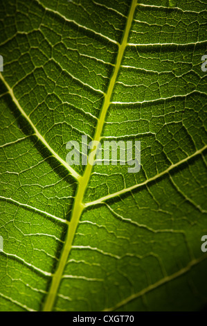 Le soleil et la lumière qui saisie grâce à grand contraste vert feuille de vigne contre la structure fine de la feuille interne Banque D'Images