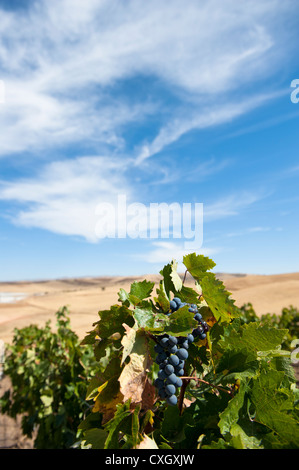 Öküzgözü (Ochsenauge) de raisins à la vigne de l'Ankara Turkish producteur de vin Kavaklidere Banque D'Images