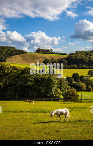 Paysages idylliques, des chevaux dans un pré, dans un paysage vallonné. Hattingen, Ruhr, Allemagne, Europe. Banque D'Images