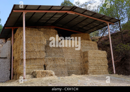 Ancien ranch historique ancienne grange en bois plein de vieille paille coupée le foin empilées, ville de l'ouest depuis les jours de l'ouest sauvage. Banque D'Images