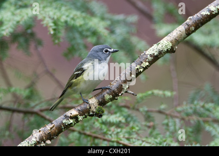 Vireo vireos à tête bleue oiseaux oiseaux oiseaux oiseaux chanteurs oiseaux chanteurs oiseaux chanteurs perching dans l'arbre Banque D'Images