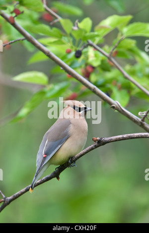 Oiseau de cèdre de Waxwing songbird perching dans le Mulberry Tree vertical Banque D'Images