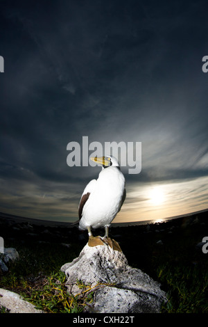 Sea bird fou masqué Sula dactylatra a atterri à Abrolhos island, au sud de l'Etat de Bahia, Brésil. L'heure du coucher du soleil. Banque D'Images