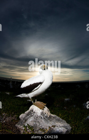 Sea bird fou masqué Sula dactylatra a atterri à Abrolhos island, au sud de l'Etat de Bahia, Brésil. L'heure du coucher du soleil. Banque D'Images