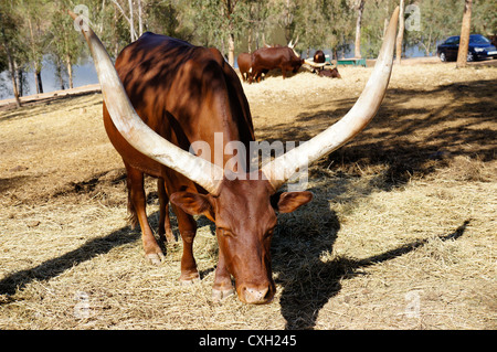 L'Ankole-Watusi à la Reserva Sevilla El Castillo de las Guardas le parc safari à Séville, Andalousie, Espagne Banque D'Images