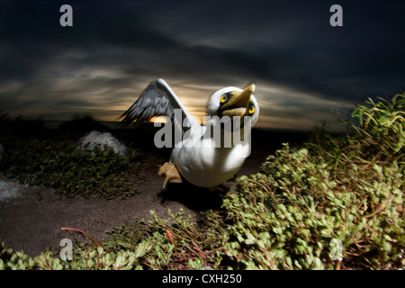 Sea bird fou masqué Sula dactylatra a atterri à Abrolhos island, au sud de l'Etat de Bahia, Brésil. L'heure du coucher du soleil. Banque D'Images