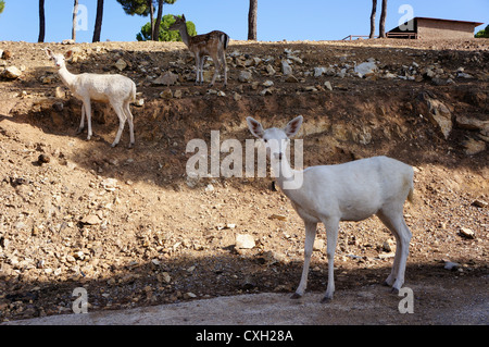 Trois jeunes avec des cornes de cerf (Cervus nipon impressionnant) Banque D'Images