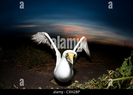 Sea bird fou masqué Sula dactylatra a atterri à Abrolhos island, au sud de l'Etat de Bahia, Brésil. L'heure du coucher du soleil. Banque D'Images