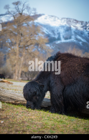 Yak noir broute l'herbe de printemps en Mongolie avec enneigés des Alpes en arrière-plan Banque D'Images