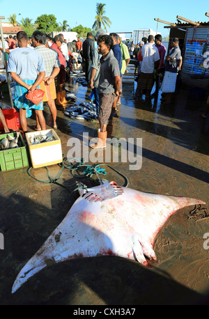 Manta Ray Bay retour au marché de poisson de Trincomalee Banque D'Images