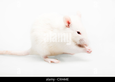 rat blanc Banque D'Images