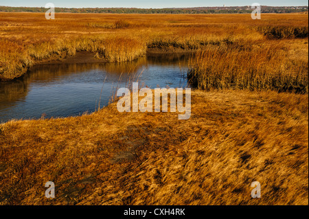 De spartine lisse Sporobolus alterniflorus alias Spartina alterniflora automne hiver couleur couleur gris Beach, Cape Cod, Yarmouth Port Trou Bass MA USA Banque D'Images