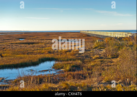 Cape Cod salt marsh avec spartines Sporobolus alterniflorus, à la fin de l'automne au début de l'hiver et de couleur gris's Beach Boardwalk, Basse Hole Yarmouth Port MA Banque D'Images