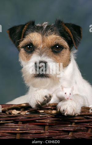 chien & souris Banque D'Images