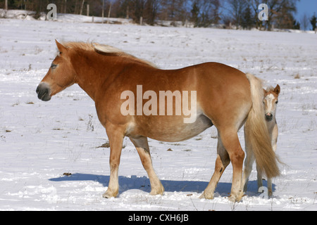 Des chevaux Haflinger dans la neige Banque D'Images