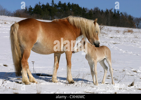 Des chevaux Haflinger dans la neige Banque D'Images