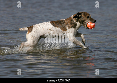 Jack Russell Terrier Banque D'Images