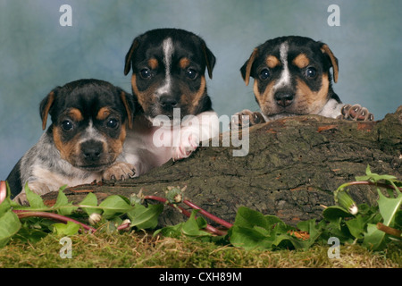 Jack Russell Terrier puppy Banque D'Images